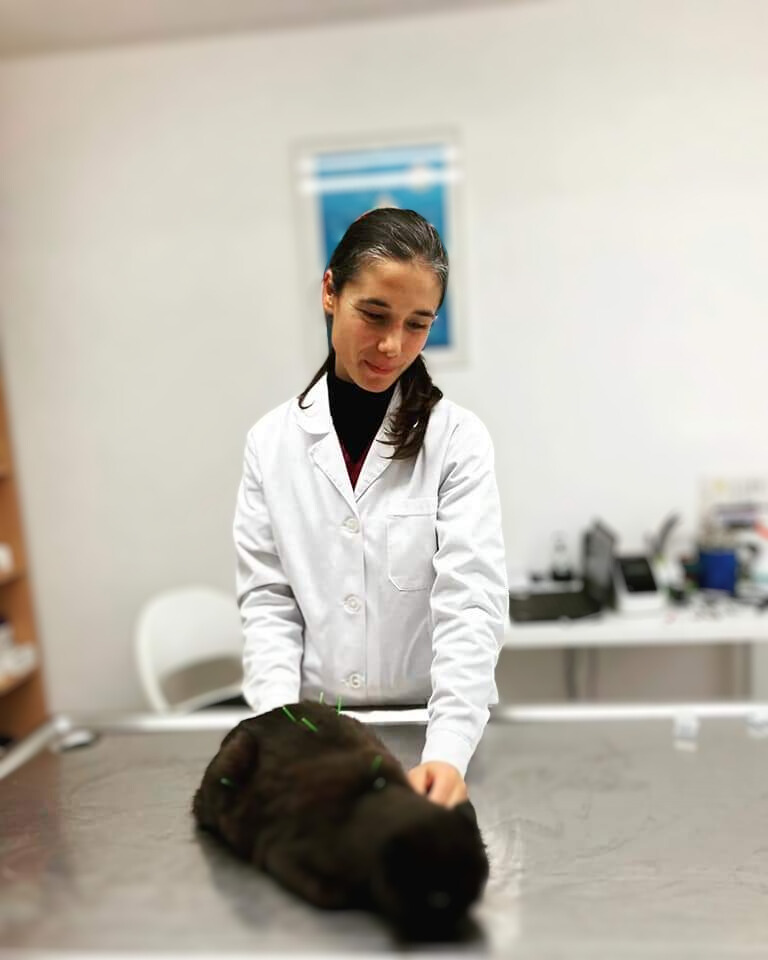 ACUPUNCTURE VÉTÉRINAIRE EN ONCOLOGIE INTÉGRATIVE 