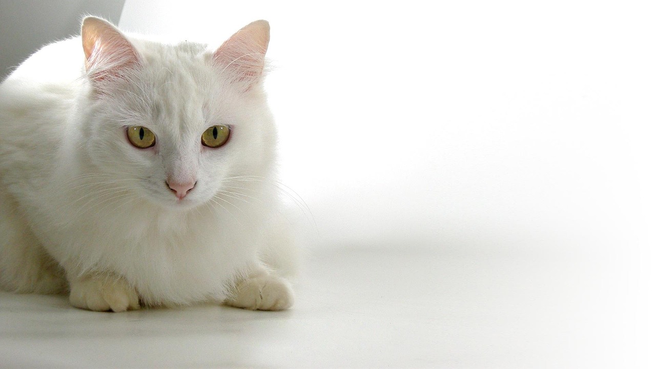 L'ÉTINCELLE DE LA VIE - AUSSI POUR NOS COMPAGNONS À QUATRE PATTES 