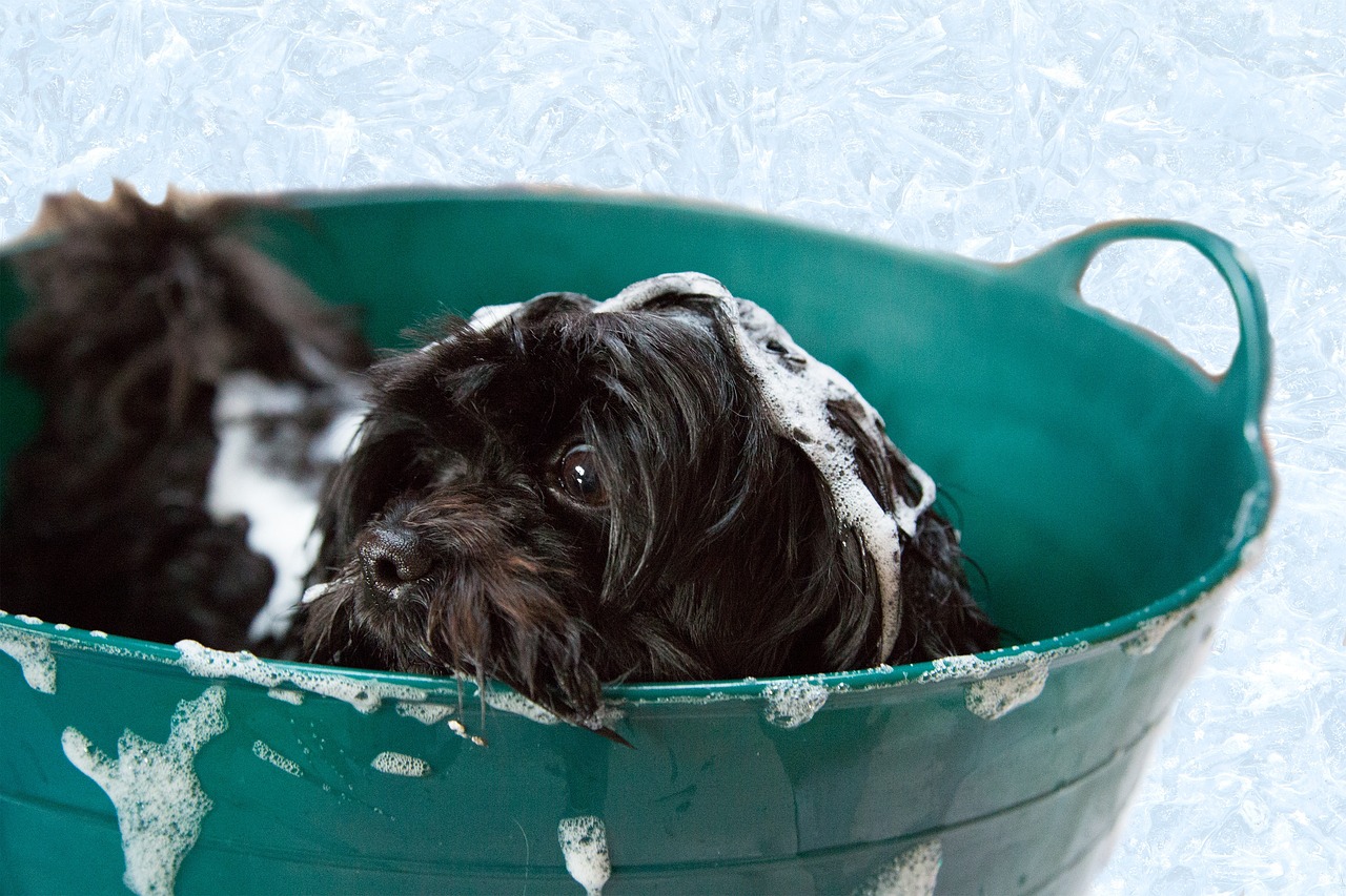 OZONOTHÉRAPIE : UN BAIN DE BIEN-ÊTRE POUR NOS ANIMAUX 