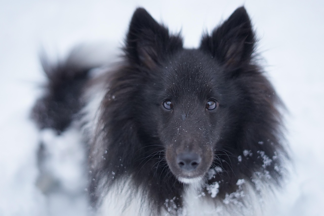 PRÉPARER NOS ANIMAUX À L’HIVER SELON LA MÉDECINE TRADITIONNELLE CHINOISE (MTC) 