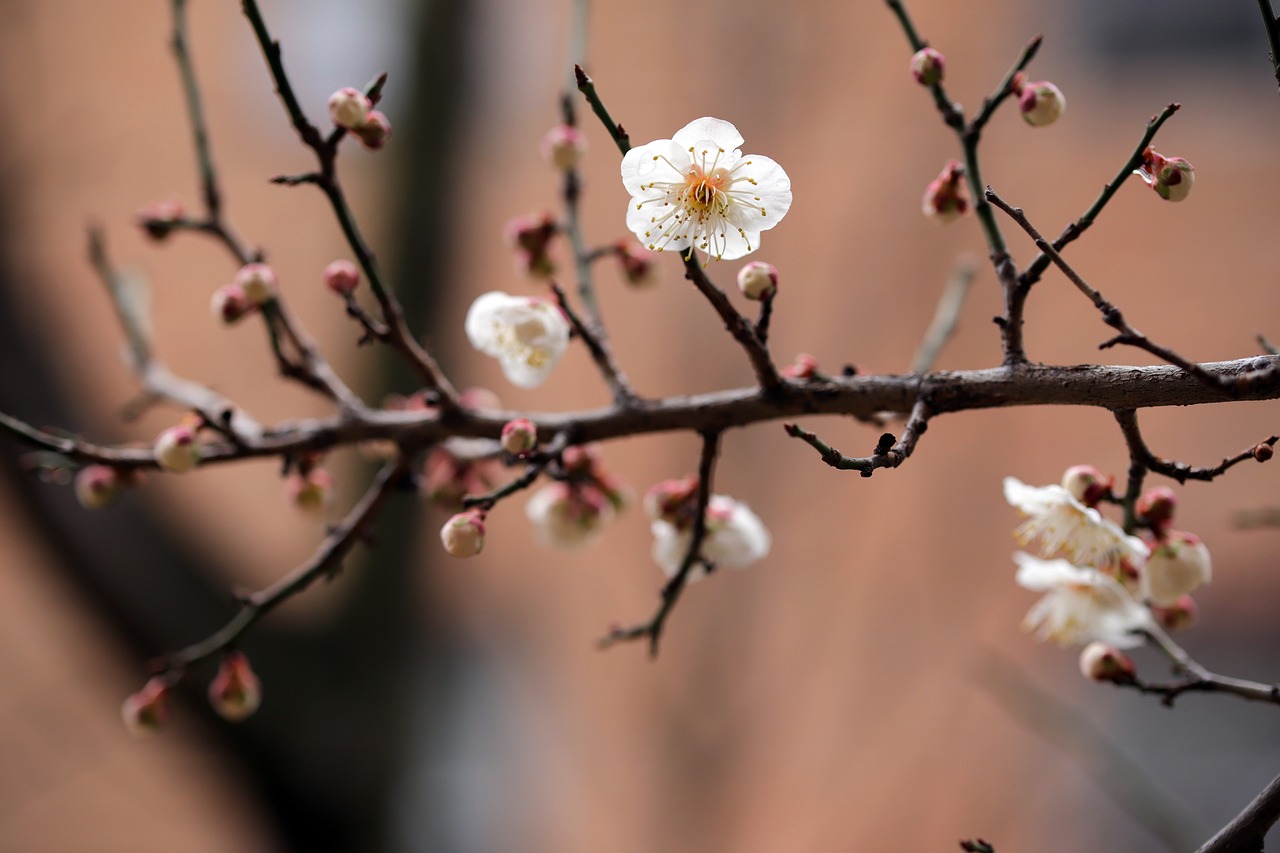 TRANSITION VERS LE PRINTEMPS SELON LA MTC 
